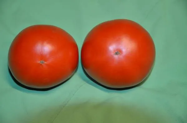 BIO-Saatgut Normale Tomate 'Dorle' Freiland geeignet