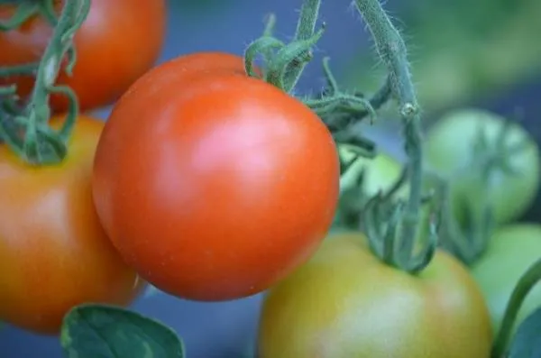 BIO-Saatgut Normale Tomate 'Rheinlands Ruhm'
