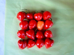 C Habanero Red Saphina sehr scharf BIO-Topfpflanze im 3L-Topf