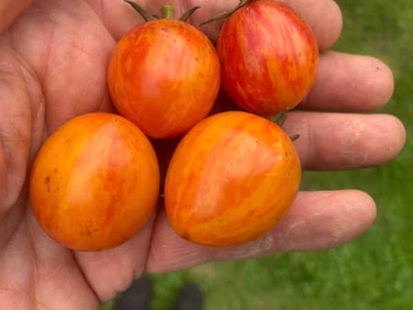 BIO-Pflanze Kirschtomate 'Lufichoise'