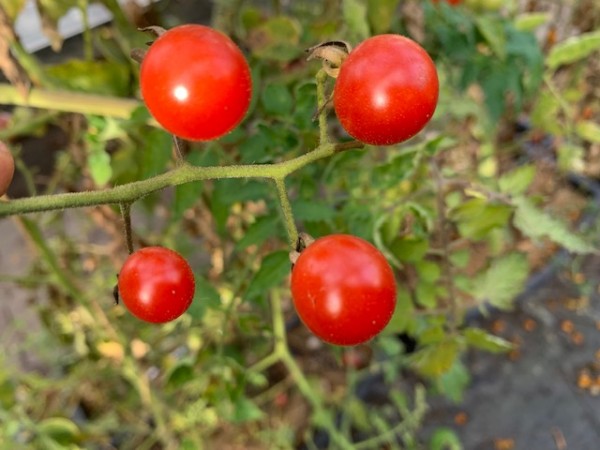 BIO-Saatgut Kirschtomate 'Costa Rica'