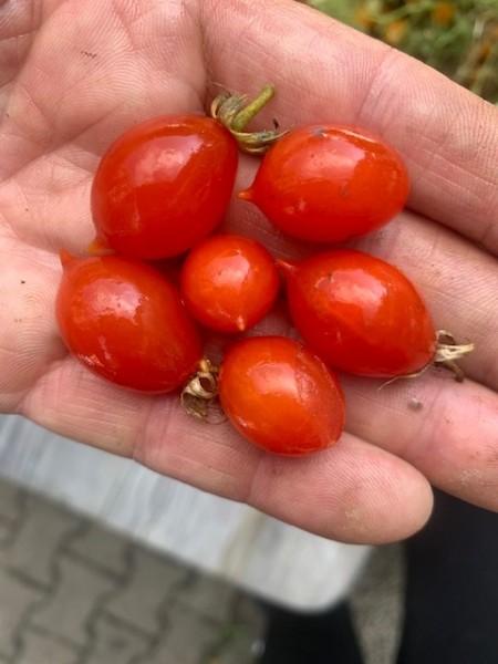 BIO-Saatgut Kirschtomate 'Nipples'