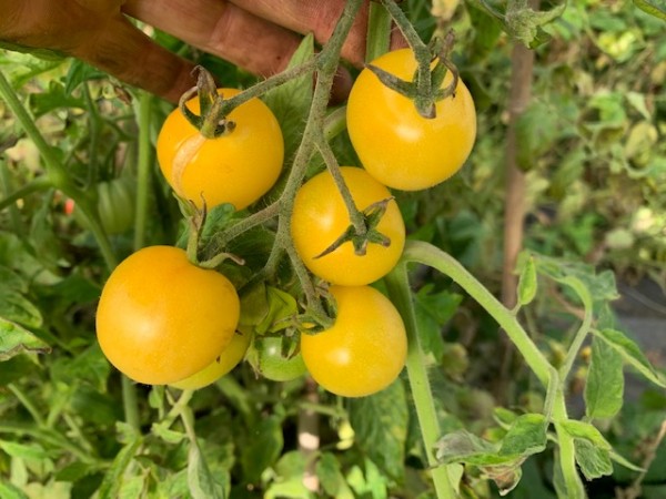 BIO-Saatgut Kirschtomate 'Schneewittchen'