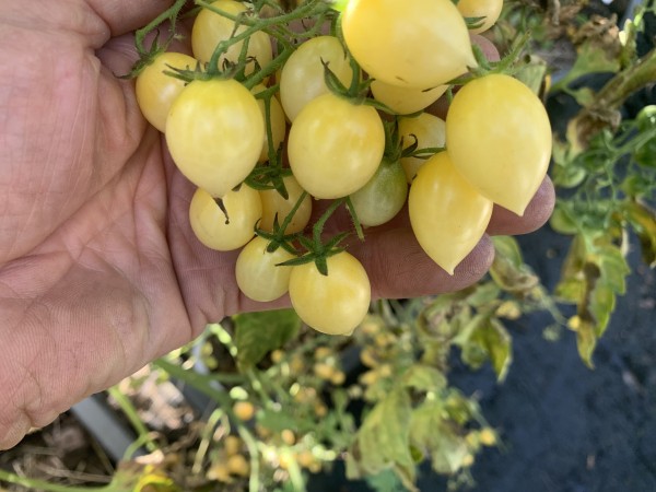 BIO-Saatgut Kirschtomate 'Crazy Cherry'