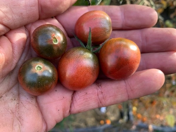 BIO-Saatgut Kirschtomate 'Haley's Purple Comet'