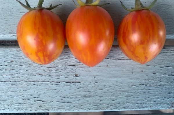 BIO-Saatgut Kirschtomate 'Anjas Tiger'
