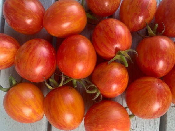 BIO-Saatgut Kirschtomate 'Sunrise Bumble Bee'