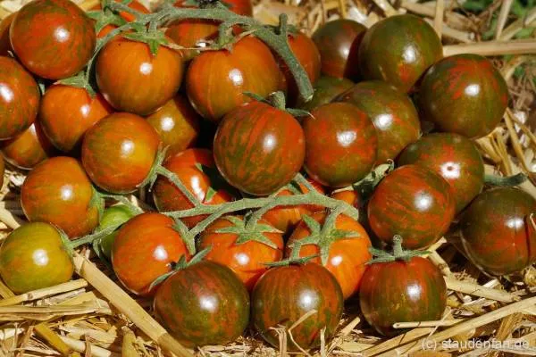 BIO-Saatgut Kirschtomate 'Black Cherry Zebra'