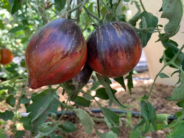BIO-Saatgut Fleischtomate 'Seargent Pepper's'