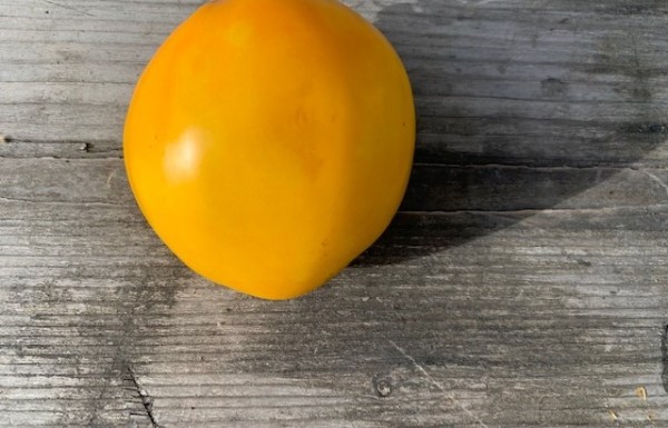 BIO-Saatgut Fleischtomate 'Zolotoy Korol Sibiri'