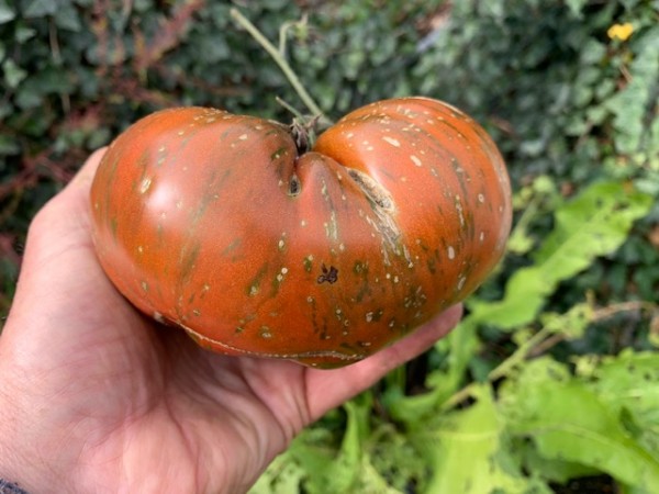 BIO-Saatgut Fleischtomate 'Girl Girl's Weird Thing'