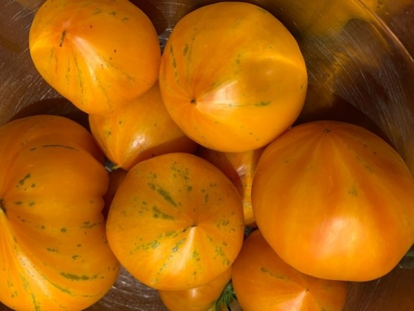 BIO-Saatgut Fleischtomate 'Rainbow Jazz Heart'