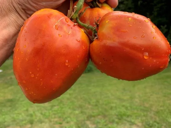 BIO-Saatgut Fleischtomate 'Lacrima Fetei Momini Salzi'