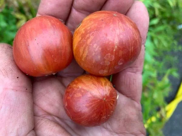 BIO-Saatgut Dwarftomate Rund 'Wild Tiger'