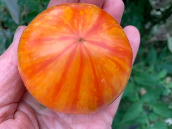 BIO-Saatgut Fleischtomate 'Skykomish'