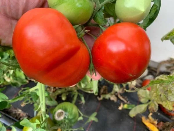BIO-Saatgut Fleischtomate 'Gordost Sibiri'