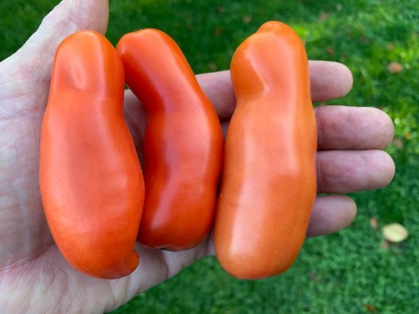 BIO-Saatgut Flaschentomate 'Auria Аурия'