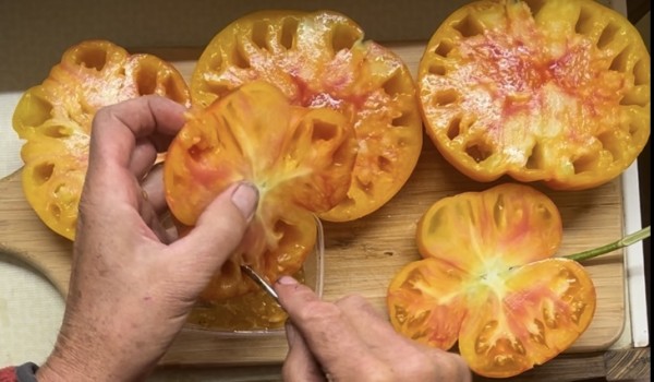 BIO-Saatgut Fleischtomate 'Tuxhorn's Red and Yellow'