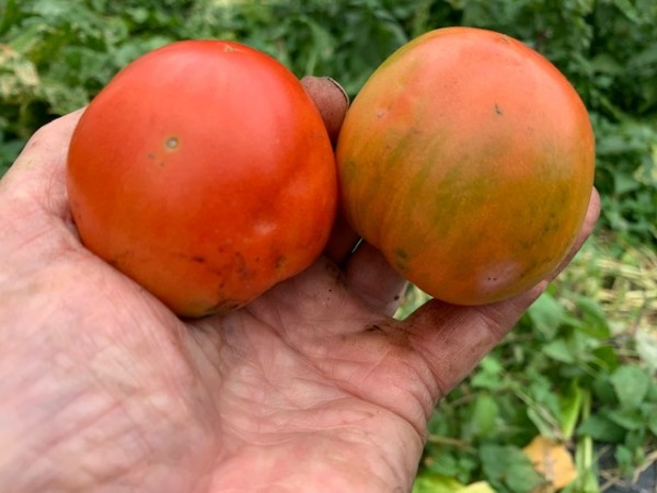 BIO-Saatgut Fleischtomate 'Vater Rhein'