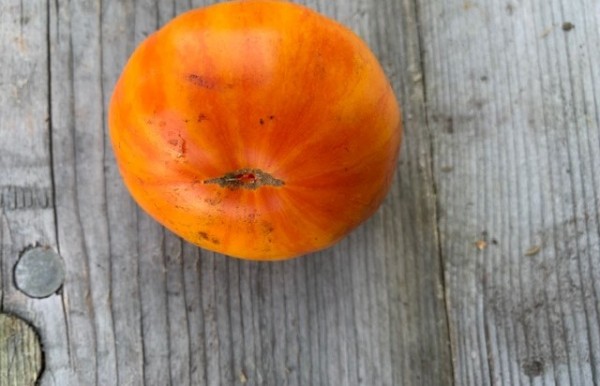 BIO-Saatgut Fleischtomate 'Striped German'