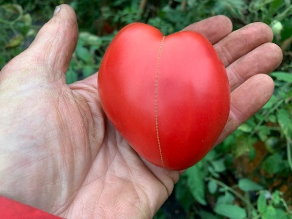 BIO-Saatgut Fleischtomate 'Razbityye Serdtsa'