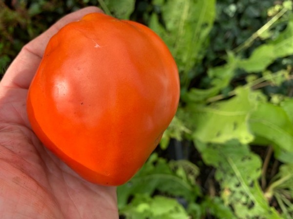 BIO-Saatgut Fleischtomate 'Sibirskiy Giant'