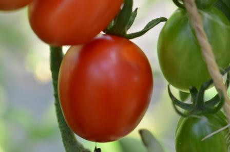 BIO-Pflanze Kirsch-Tomate Celsior Alte Tomatensorte