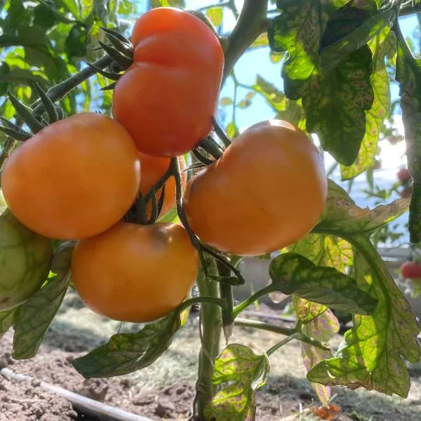 BIO-Saatgut Fleischtomate 'Orange Fleshed Purple Smudge'