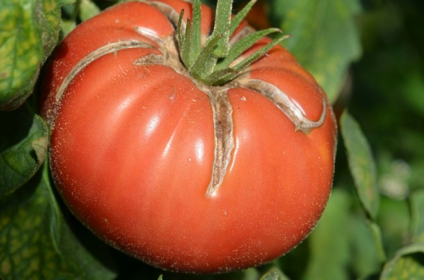 BIO-Saatgut Fleischtomate 'Spetsnaz'