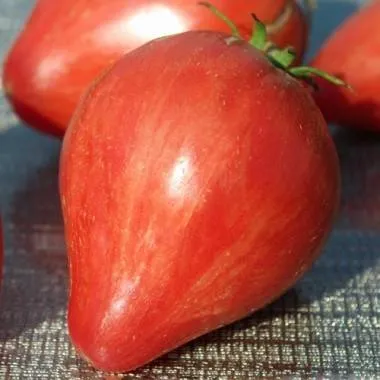 BIO-Saatgut Fleischtomate 'Long Tall Sally'