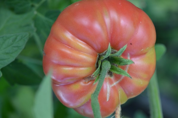 BIO-Saatgut Fleischtomate 'Hanak'