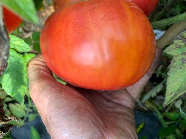 BIO-Saatgut Fleischtomate 'Giant Liscio'