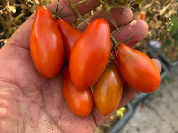 BIO-Saatgut Kirschtomate 'Kobra'