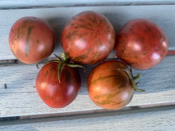 BIO-Saatgut Kirschtomate 'Violet Jasper'
