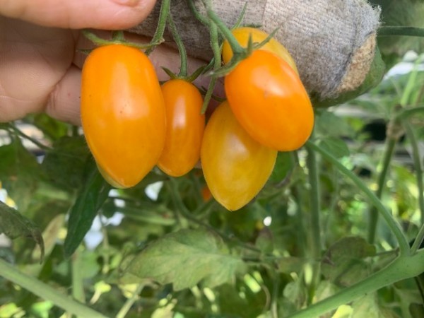 BIO-Saatgut Kirschtomate 'Bolt'