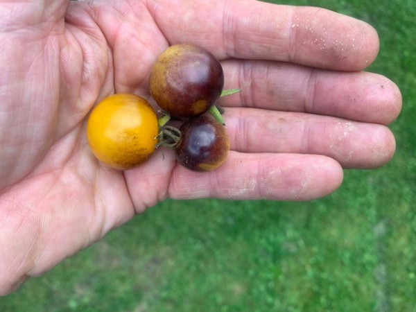BIO-Saatgut Kirschtomate 'Indigo Gold Berries'