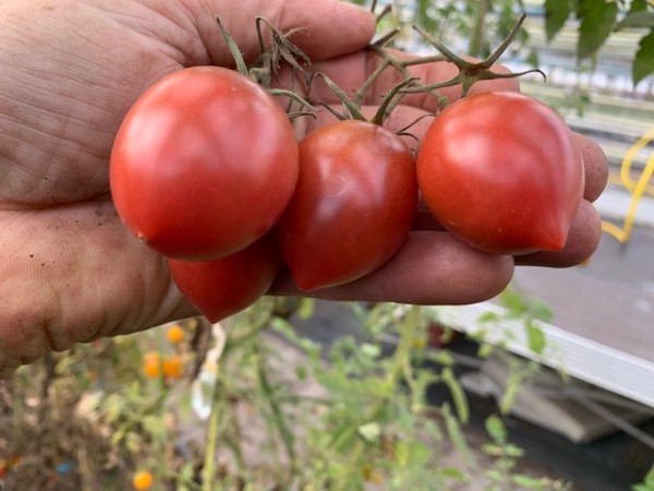 BIO-Saatgut Kirschtomate 'Urte'