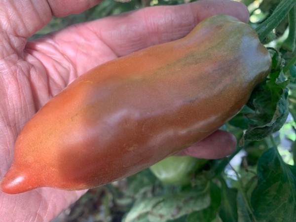 BIO-Saatgut Flaschentomate 'Violet Veselja'