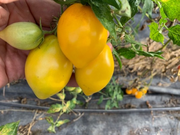 BIO-Saatgut Flaschentomate 'Plum Lemon'