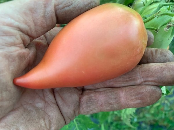 BIO-Saatgut Flaschentomate 'Gloria'