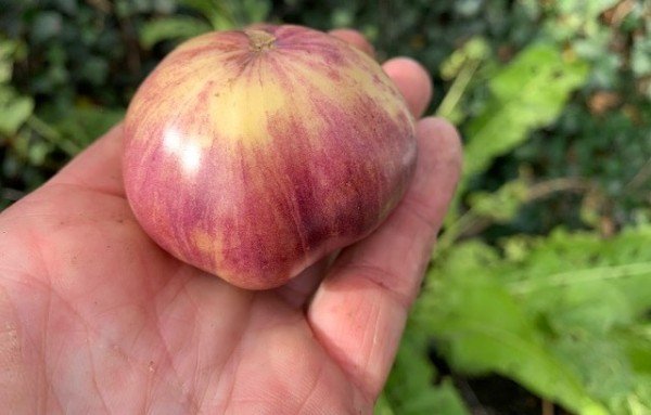 BIO-Saatgut Fleischtomate 'Sart Roloise'