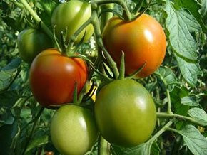 Tomate rund mittelgroß 'Veni, Vidi, Vici'