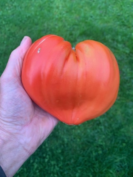 BIO-Saatgut Fleischtomate 'Krasnyy Grebeshok'