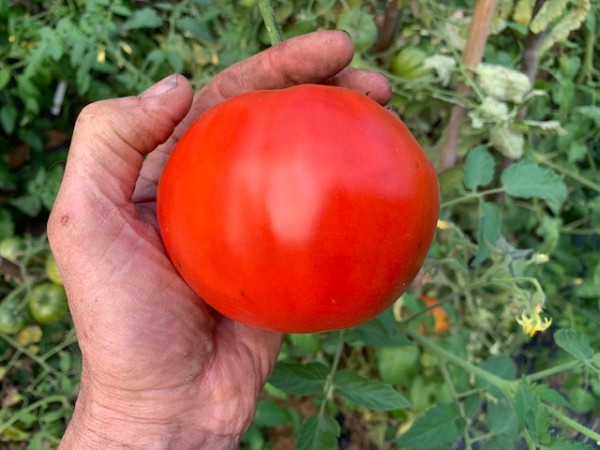 BIO-Saatgut Fleischtomate 'Sibirskoye Serdtse'