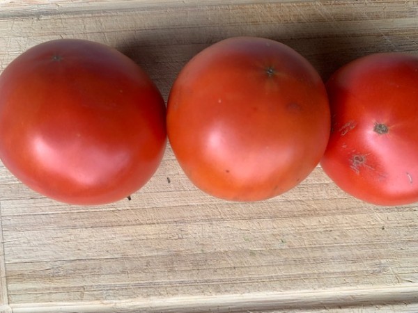 BIO-Saatgut Fleischtomate 'Nepal'