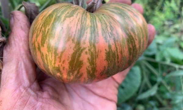 BIO-Saatgut Fleischtomate 'Kozula 24'