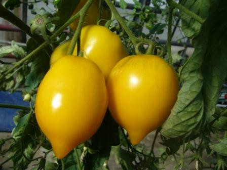 10 alte große Sorten Tomatensamen Gewicht bis 3500g,Samen Set Paket,