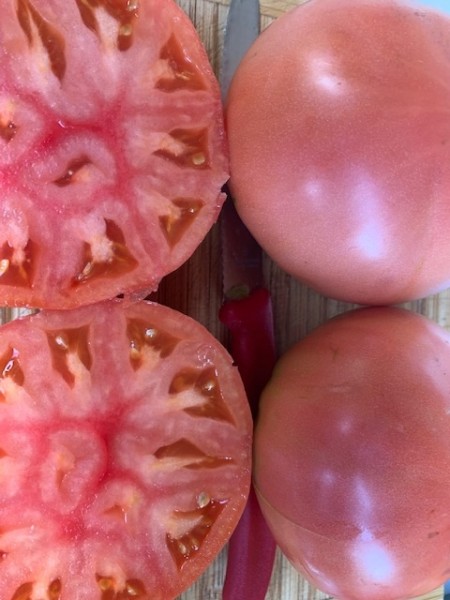 BIO-Saatgut Fleischtomate 'Stump of the World'