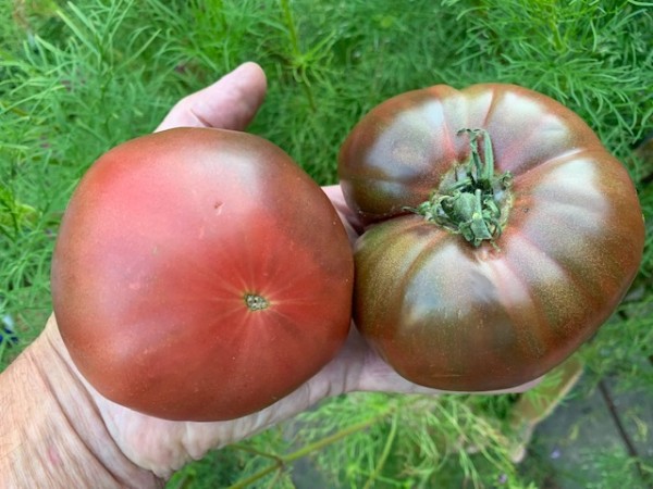 BIO-Saatgut Fleischtomate 'Lacanau'