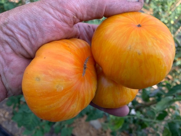 BIO-Saatgut Fleischtomate 'Yellow Radiance'